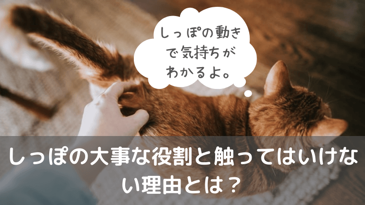 猫のしっぽで気持ちがわかる しっぽの大事な役割と触ってはいけない理由とは Taigaブログ